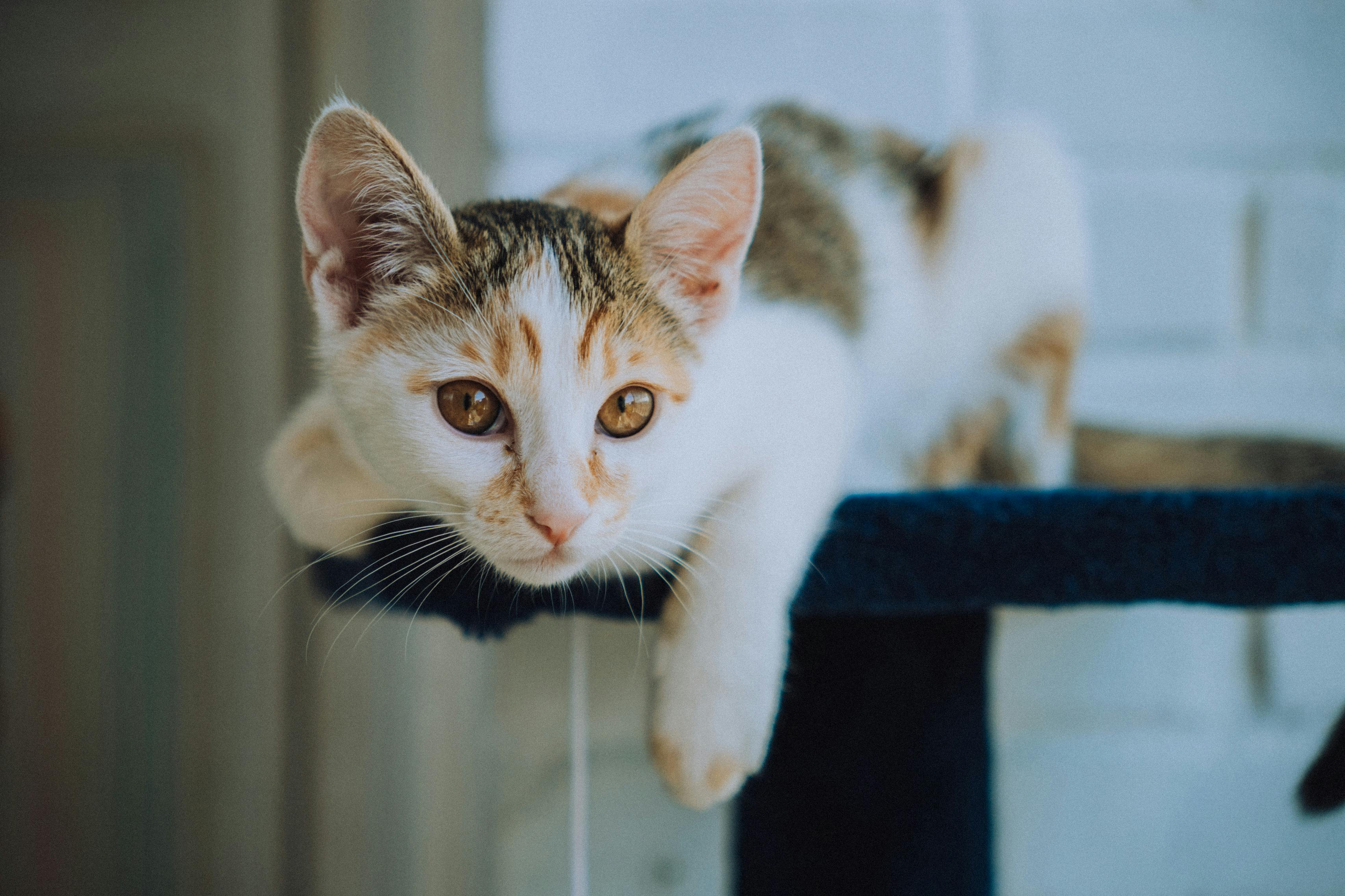 Plush perches and hammock