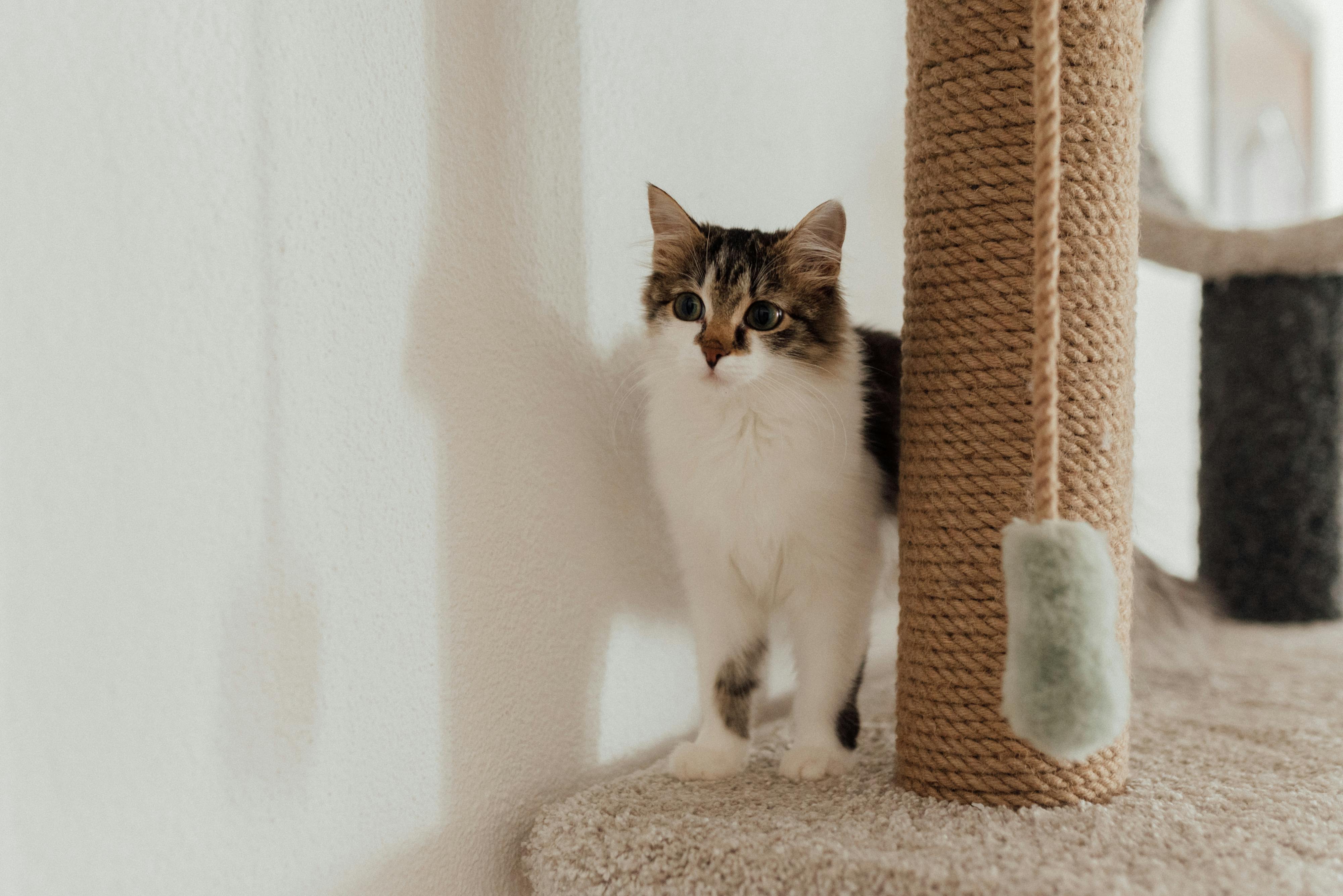 Reinforced base, anti-topple kit